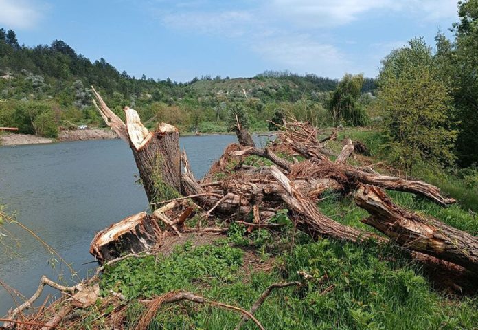 На Вінниччині зафіксовано незаконну вирубку в ландшафтному парку «Дністер»