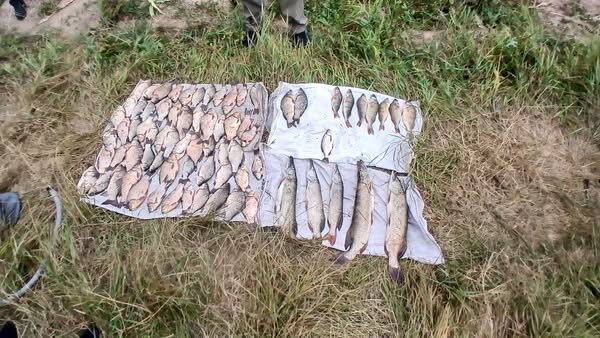На Вінниччині браконьєри наловили риби на 143 тисячі гривень