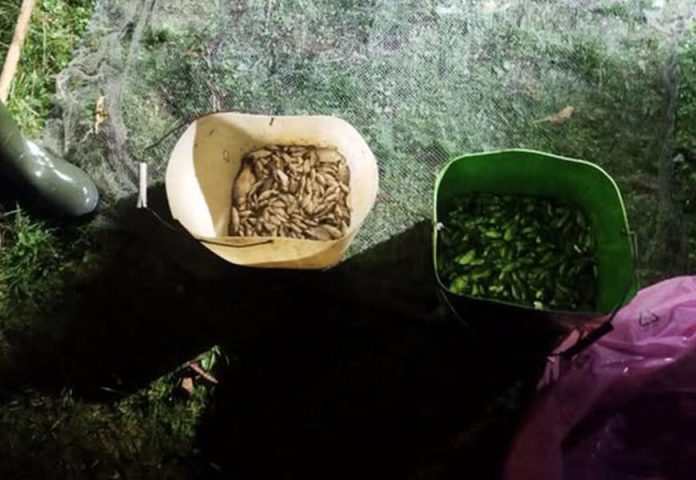 Півтисячі карасів і понад 700 тис. збитків: порушника спіймали на Мощанці