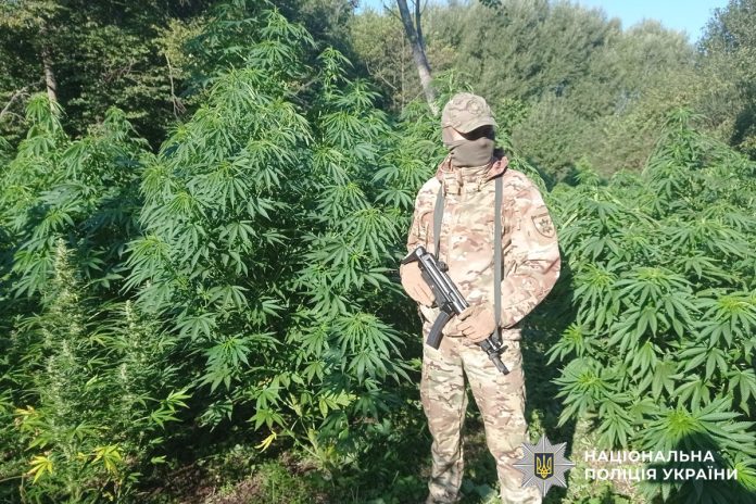 Плантація коноплі в лісі Вінниччини: поліція затримала організовану групу з метою збуту канабісу